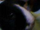 shadow the guinea pig !!!!