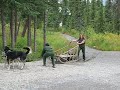 sled dog in Alaska