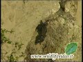 Wanderfalke - Falco peregrinus Wanderfalke - Falco peregrinus