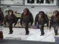 singe danse bretonne