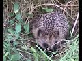 Ein kleiner Igel bei uns im Garten :-)