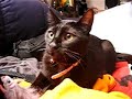 My angry cat \"rambo\"
