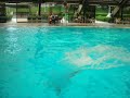 reverse dive straight 1 meter
