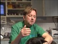 Újpesti állatvédők mentettek meg egy vidéken bántalmazott kutyát Újpesti állatvédők mentettek meg egy vidéken bántalmazott kutyát