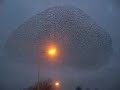 UFO BIRDS? WITH DRACO PROBES