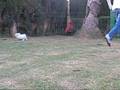 videos de los maltesitos de cacopoulos.wmv