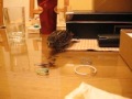 Gizmo11.avi Gizmo11.avi