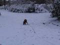 Malinois puppy playing in the snow (1)