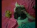 videos de SlEePwAlKiNg Uh Oh FoR GiGi