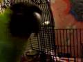videos de NANDAY CONURE