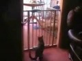 YouTube  Cat tries to jump over a fence but falls