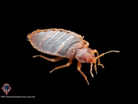 how to keep bedbugs off u