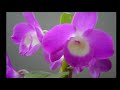 Esse video primeiramente foi feito para homeganear uma pessoa, após algumas coisas, acabou que foi uma dupla homenagem, com uma tambem para as flores que se encontram no video.