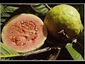 Angola Sabores da Terra