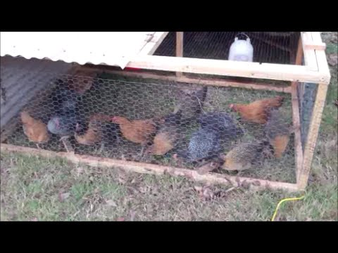 how to care broiler chicken