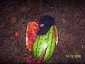 The Life And Times Of Walter Melon;Part Deux