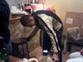 videos de Cabeza Amarilla