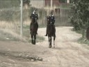 il cavallo indigeno siciliano il cavallo indigeno siciliano