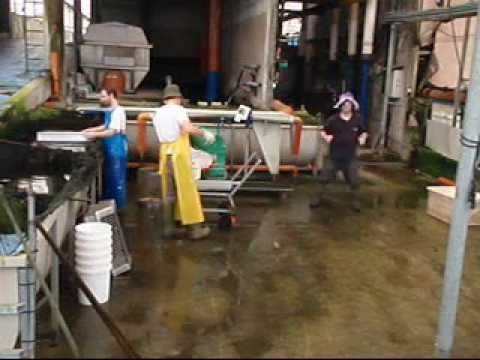 Harlem shake the best- koi hazorea aquatics.wmv