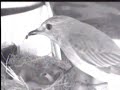 Gnezdo-The nest-1