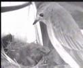 Gnezdo-The nest-1