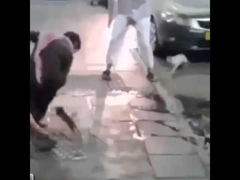 hero cat rescue her kittens from stupid guys