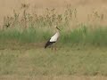 La cigogne et le faucheur - The stork and the reaper La cigogne et le faucheur - The stork and the reaper
