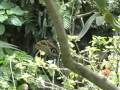 Butterfly World Butterfly World