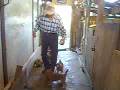 Shiba inu four puppies of young mommy Nozomi