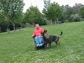 Heeling with Zasko