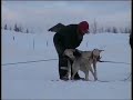 Trening p� Hamar og innkj�ring av valper. Jan 08