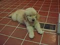 Sweet Tired Puppy Sweet Tired Puppy