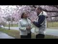 Ledger Live: A cherry blossom comeback story in Newark’s Branch Brook Park
