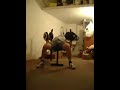 Panca alta manubri 47.5kg 4 reps Panca alta manubri 47.5kg 4 reps