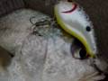 Talking fish