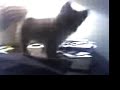 ポメラニアン動画