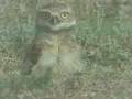 Hinterland Who's Who - Burrowing Owl