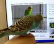 Spikey likes youtube