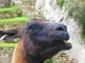 Llama em Machu Picchu
