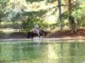 Jazz - TWH gelding (crossing water)