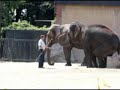 Krefelder Zoo - Elefanten