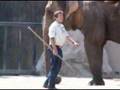 Krefelder Zoo - Elefanten