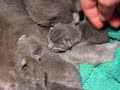 Cuccioli certosino