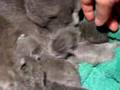 Cuccioli certosino