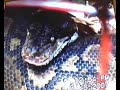 GIANT SNAKE - RETICULATED PYTHON (BOHOL PHILIPPINES)