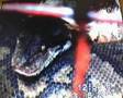 GIANT-SNAKE-RETICULA