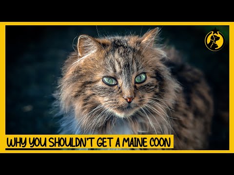5 Reasons Why You Shouldn't Get a Maine Coon Cat