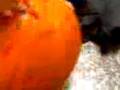 videos de Our pumpkin signed