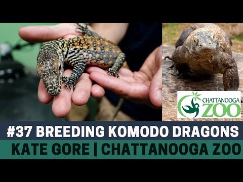 YouTube reptile video