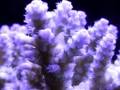 Blue Acropora